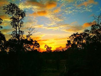 Silhouette trees against sky during sunset