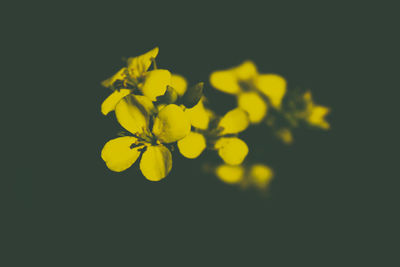 Close-up of yellow flowers