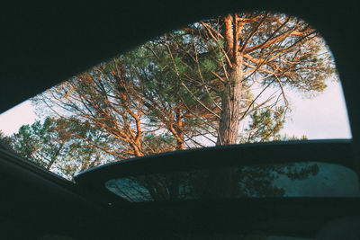 Tree seen through car window