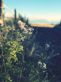 Close-up of plant growing on field against sky