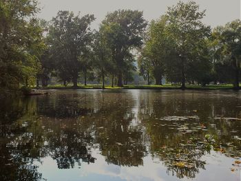 Reflection of trees in water