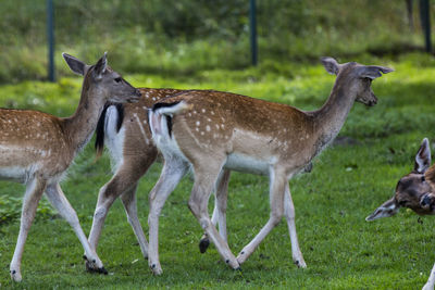 Side view of deer standing on field