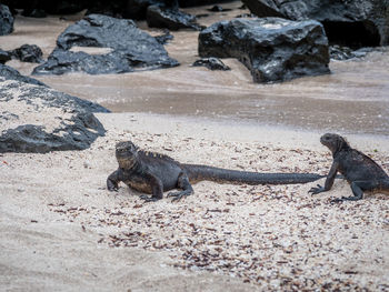 View of lizard on rock