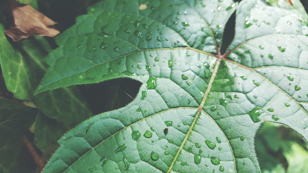 leaf, leaf vein, close-up, green color, nature, growth, focus on foreground, plant, natural pattern, leaves, wildlife, insect, selective focus, beauty in nature, outdoors, wet, day, one animal, drop, high angle view