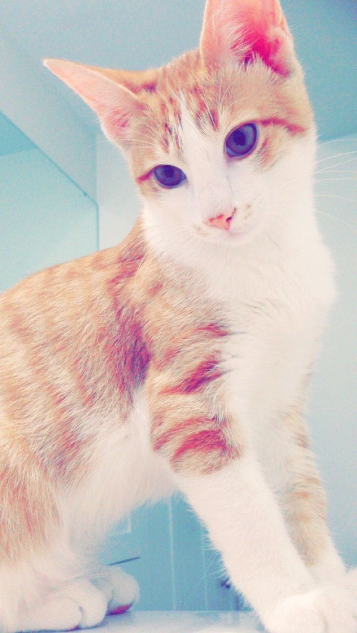 CLOSE-UP PORTRAIT OF CAT WITH EYES AT HOME