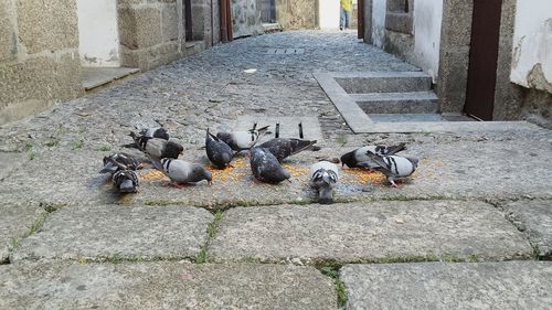 Pigeons on stone wall