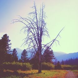 Bare trees on landscape