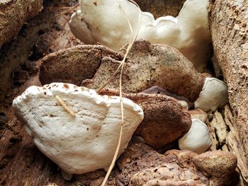 Close-up of bread on field