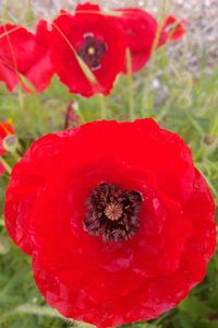 Close-up of red flowers