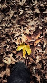 Low section of person standing on maple leaves