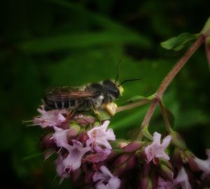 Close-up of butterfly pollinating on flower