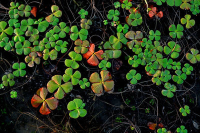 High angle view of plant growing on field