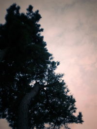 Low angle view of tree against sky