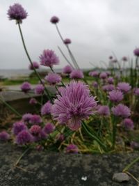 Close-up of pink crocus flowers