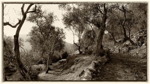 Bare trees in forest against sky