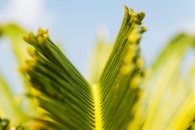 Close-up of fresh green plant against sky