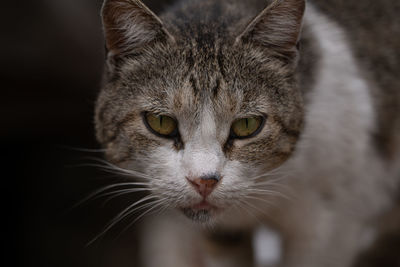 Close-up portrait of a cat