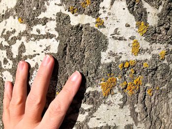 Close-up of hand on rock