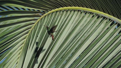 Close-up of bird perching on palm leaf