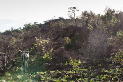 View of an animal on land