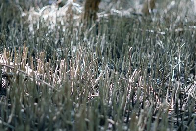 Close-up of stalks in field