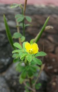 Close-up of yellow flower blooming outdoors