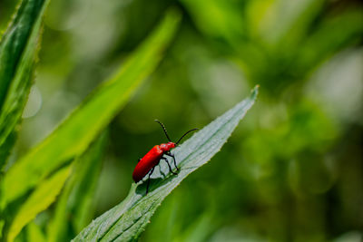 Close-up of insect on leaf