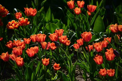 Close-up of red tulips on field