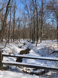 Bare trees on snow covered landscape