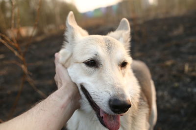 Close-up of dog on field