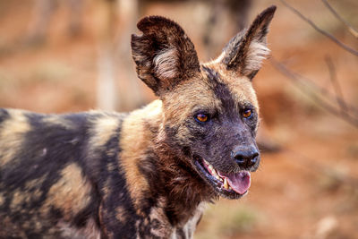 Close-up of dog looking away