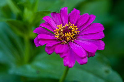 Close-up of pink flower