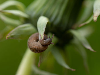 Close-up of snail on leaves