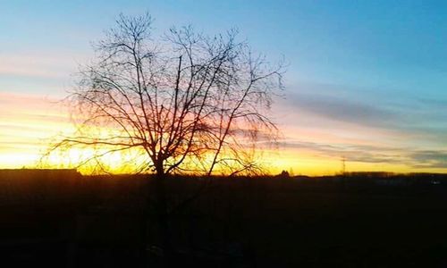 Silhouette of trees at sunset