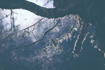 Close-up of frozen tree against sky