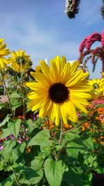 Close-up of yellow sunflower against sky