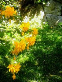 High angle view of yellow flowering plants