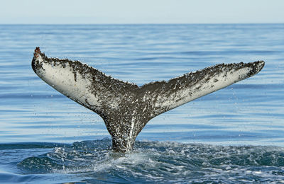 Distinctive humpaback whale flukes on their way into the ocean near husavik, iceland