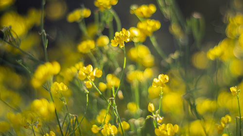 Close-up of yellow flowering plants on field