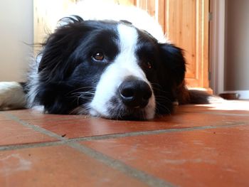 Portrait of a dog