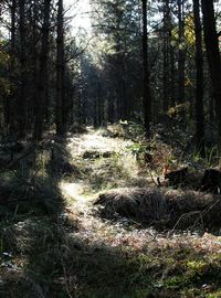 Trees in forest