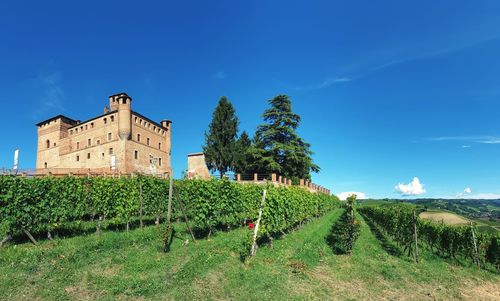 Plants growing on field against buildings
