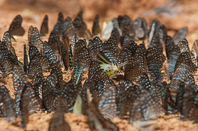 Close-up of crab on land