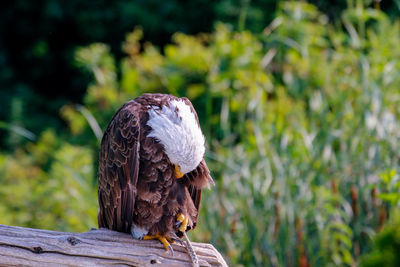 Bird perching on a tree