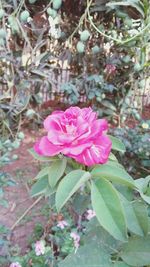 Close-up of pink flower blooming outdoors