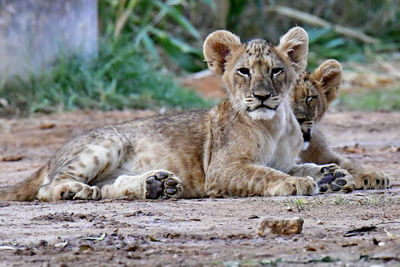 View of a lion