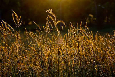 Close-up of stalks in field