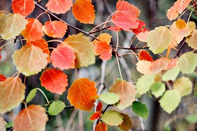 Close-up of orange leaves growing on plant during autumn