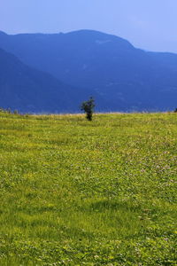 Scenic view of landscape against clear blue sky