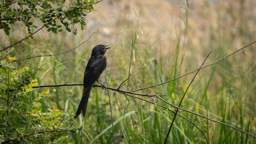 Bird perching on a field